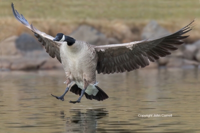Branta-canadensis;Canada-Goose;Flying-Bird;Landing;Photography;action;active;al